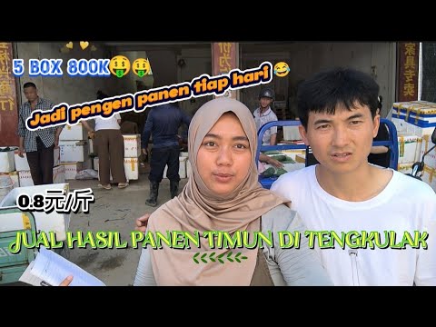 Jual Hasil Panen Timun di China