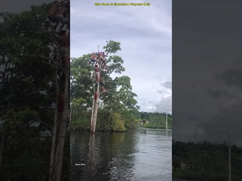 unbelievable seven boys climbed the same tree #shortvideo