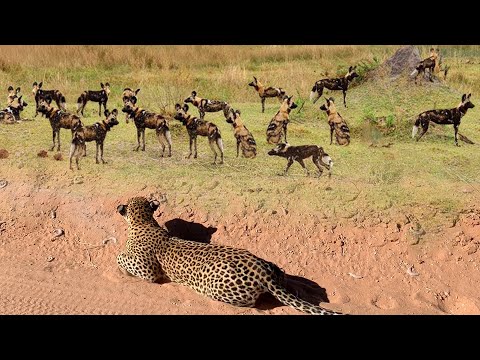 OMG! Leopard Bites Puppy To Death, Surrounded By African Wild Dogs In Revenge