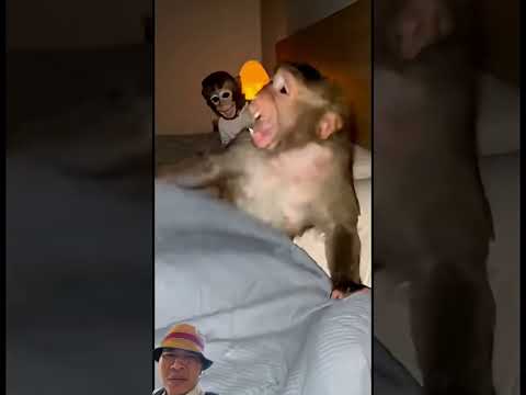 Mengusir kecoa#remix #funnydubbing #trending