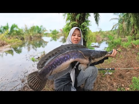 KAMI BERHASIL MENEMUKAN SARANG IKAN TOMAN MONSTER DI PEKANBARU RIAU!!!