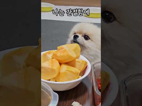부모님이 강아지를 싫어할 수 없는 이유
