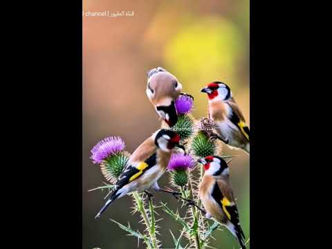 المقنين يا المقنين ✅📷