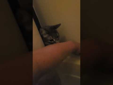 Sometimes you need help in the shower 😂 #cute #cutecat #animals #pets #cat