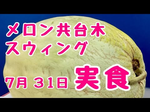 #メロン 🍈メロン共台木 スウィング 実食! #家庭菜園 2025年7月31日