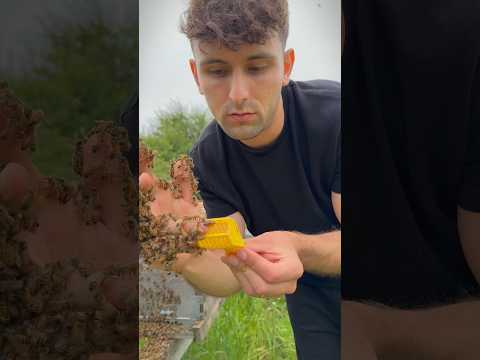 🐝Celui-là ne finira pas par mourrir dehors au moins !🐝