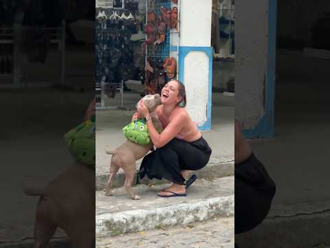 #americanbully #pitbull #pitmonster