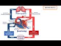 Human Circulatory and Respiratory System