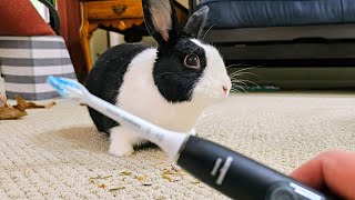 Petting a rabbit with an electric toothbrush