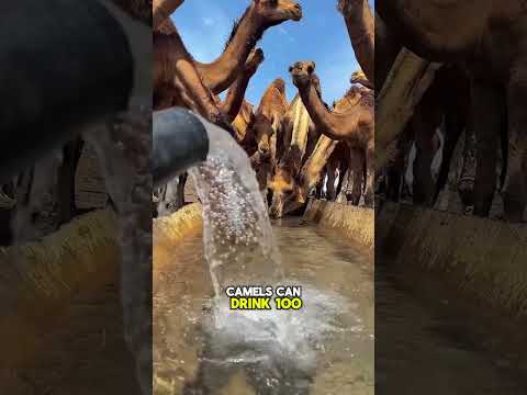 Camel Survival Secret Isn’t the Hump