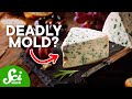 Understanding Food Mold