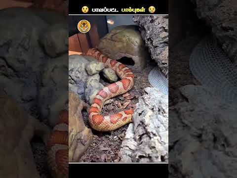 பாம்புகள் தோலுறிப்பதற்கு பின்னாடி இவ்ளோ வலிகள் இருக்கா.!? | Animal Voiceover Tamil | #animalshorts