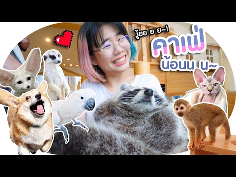 น้อนๆอ้อนแขกเก่งงงง! คาเฟ่สัตว์ Little zoo cafe🦊🦘🦝💓▲ GZR Gozziira