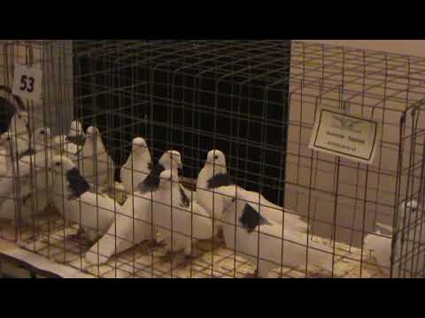 Выставка голубей в александрове в 2023. Выставка голубей в александрове в 2023. Выставка голубей в александрове в 2023. Голуби мраморные чеграши. Голуби выставки 2021 год.