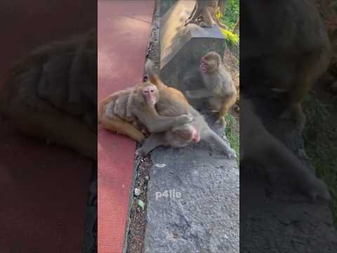 Drama in the Monkey Group #monkey #monkeylife #monkeyvideo #pets