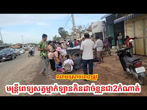 មន្ត្រីពេទ្យសត្វម្នាក់ត្រូវឡានកុងតឺណឺបុកបាត់បង់ជីវិតទាំងព្រឹកព្រលឹម