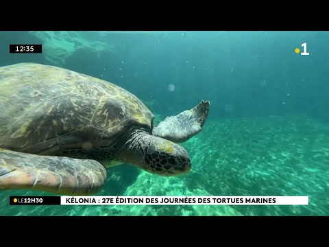 Saint-Leu : la 27ème édition des journées des tortues marines se tient se week-end à Kélonia