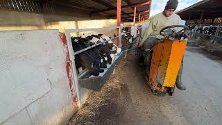 Сute Cattle Feeding. Milking and Feeding Cows On A Biggest Dairy Farm!