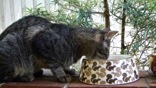 HELLO KITTY! Oops that's the squirrel bowl sweetie!