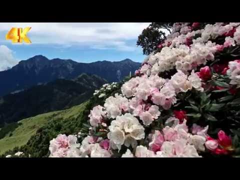 空拍 合歡山  玉山杜鵑  紅毛杜鵑 高山杜鵑  縮時 4k 天際空中攝影  台灣 - YouTube(1分46秒)