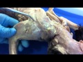 Cat Muscle Anatomy and Functions