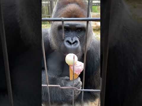 Orangután eating an ice cream #cute #animals #wildlife