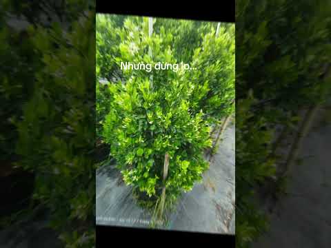 “Hết mùa khoe sắc, chuẩn bị mùa trái trĩu cành#vuonnhatoi #trongcay #quattet #greenlife”