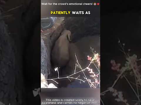 ๐ Emotional Baby Elephant Rescued! ๐ญโค๏ธ #shorts #rescue #elephant