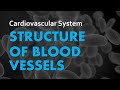 Exploring Blood Vessel Structures in the Cardiovascular System