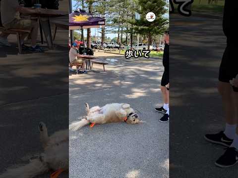 猫の動画サムネイル - 帰宅拒否ゴールデン｜PECO