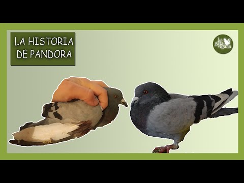 EL RESCATE DE LA PALOMA PANDORA | HISTORIA DE UNA PALOMA CON EL ALA ROTA Y CASI SIN DEDOS