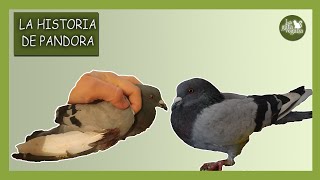 EL RESCATE DE LA PALOMA PANDORA | HISTORIA DE UNA PALOMA CON EL ALA ROTA Y CASI SIN DEDOS