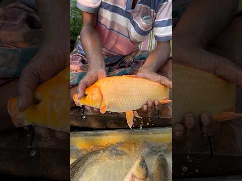 মাছের খুচরা দাম নগরবাথান বাজার,ঝিনাইদহ।