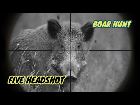 Five Wild Boar Hunting Headshots At Night || Controlling Invasive Pests #hunting #boar #pestcontrol