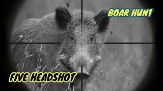 Five Wild Boar Hunting Headshots At Night || Controlling Invasive Pests #hunting #boar #pestcontrol