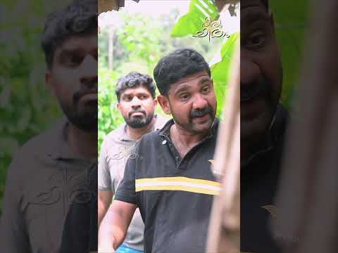 കാട്ടുപന്നി ശല്യത്തിന് കുട്ടികളുടെ ചുമ മരുന്ന്! #shortvideo #shorts #reels #emotional #dailyshorts