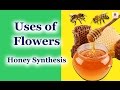 Flower Knowledge and Uses
