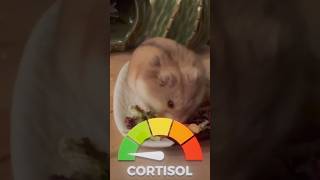 LOW CORTISOL HAMSTER #vtuber #shorts #anime