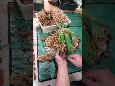 こんな成長点の株は、どうしたら？