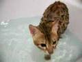 chompers playing in the tub