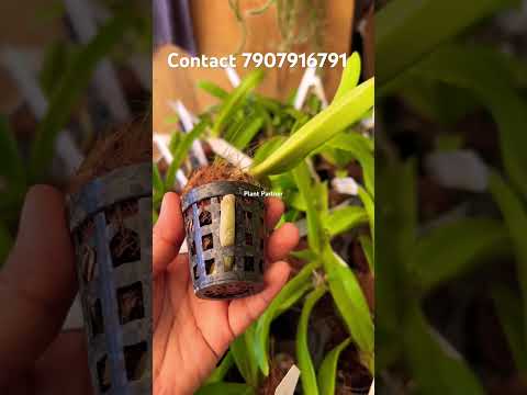 Foxtale Orchids #shorts #shortvideo #youtubeshorts #youtube #orchid #onlinesale