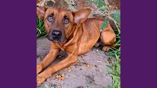 Cachorro Encontrado Tremendo De Medo, Surpreendeu Com Sua História!