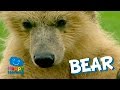 Understanding Bear Biology and Behavior