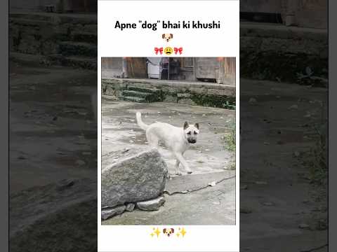 Apne dog bhai ki khushi ♥️😩 !! #funny #viralvideo #cute #love #shorts #youtubeshorts #ytshorts #dog