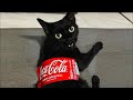 Cat Video Quiz
