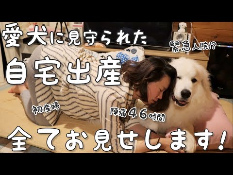 【愛犬と自宅出産】46時間の陣痛から緊急事態、そして出産まで立ち会った超大型犬｜グレートピレニーズ