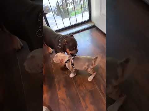 Mama Dog Teaches Puppy#dog#funny#funnyanimals#funnypets#animals #pet #foryou #longervideos