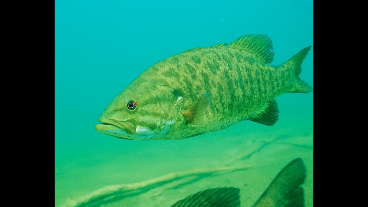 Smallmouth Structure - Lake Lauzon Resort - The New Fly Fisher
