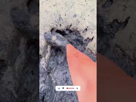 A Big Turtle🐢Catch From Under The Soil | #fishing #turtle #shorts