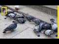 Carrier Pigeons vs. Modern Communication